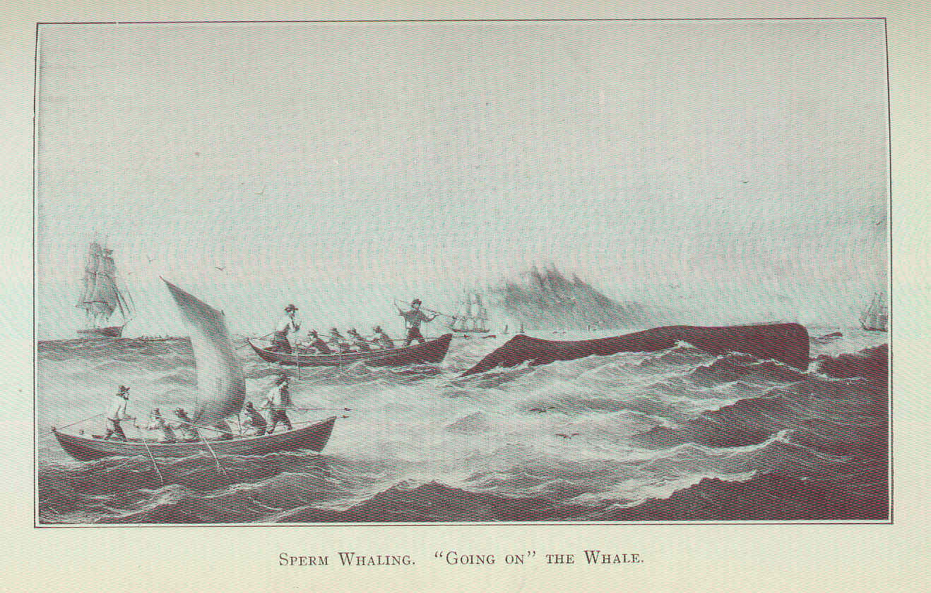 Two whaleboats in rough sea closing on a sperm whale, a man standing in the bow of each boat with a harpoon, whaleships behind