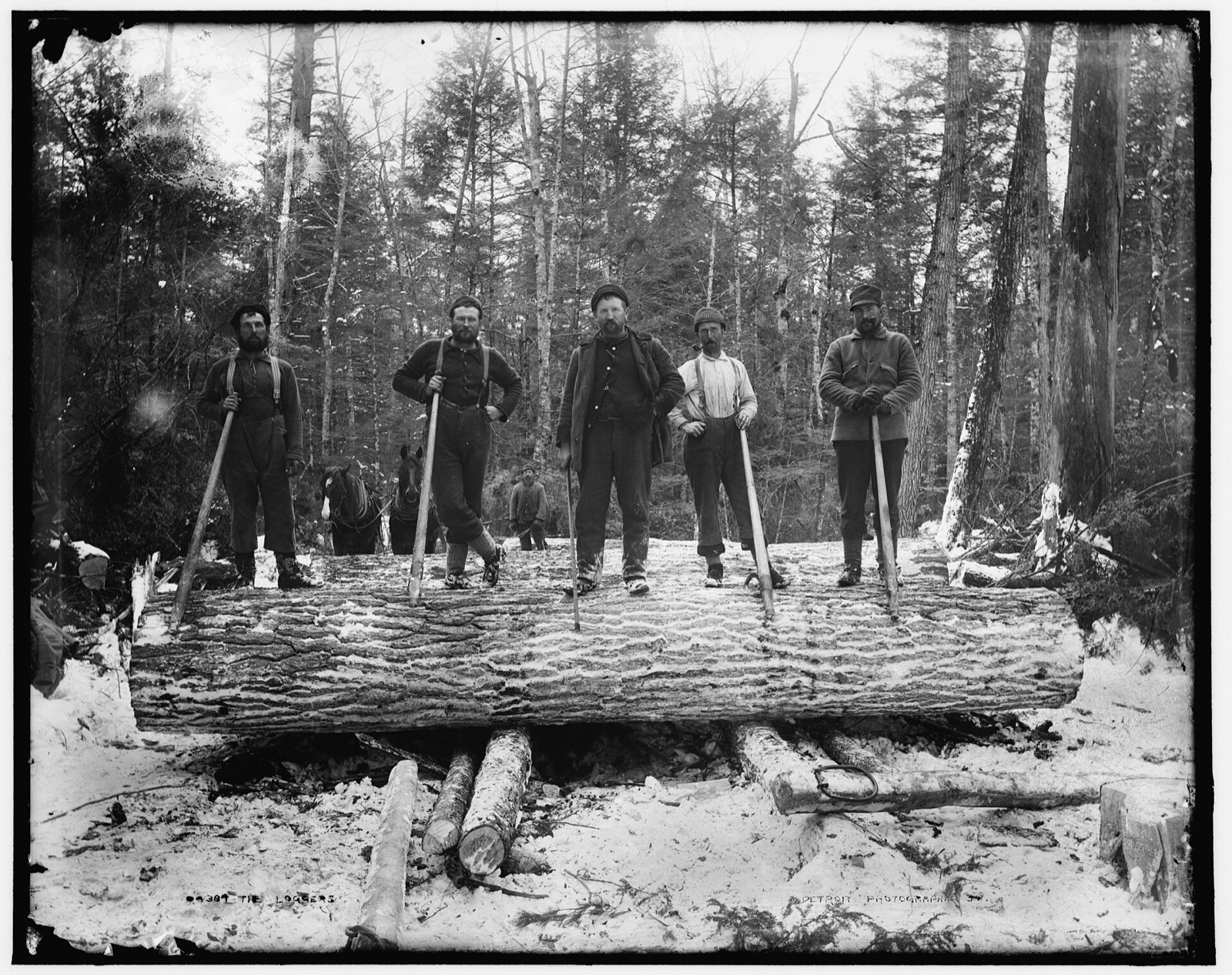 Five woodsmen in wool caps and suspenders stand on a giant felled log in a snowy forest, holding long-handled cant hooks, a horse team behind them
