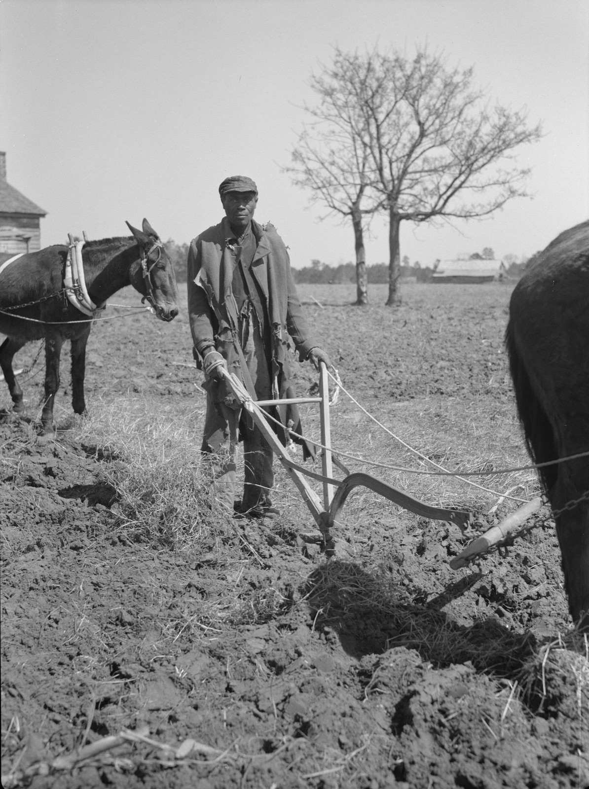 A man in a torn coat and cap stands behind a wooden plow in a freshly turned field, a harnessed mule at each side